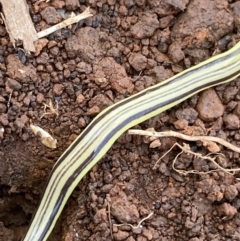 Caenoplana sulphurea (A Flatworm) at The Tops at Nurenmerenmong - 19 Jan 2023 by Ned_Johnston