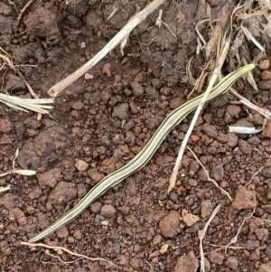 Caenoplana sulphurea at Nurenmerenmong, NSW - 20 Jan 2023