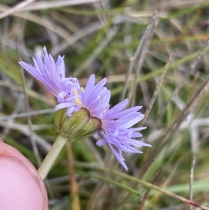 Brachyscome scapigera at Gooandra, NSW - suppressed