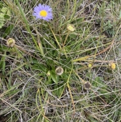 Brachyscome scapigera at Gooandra, NSW - suppressed