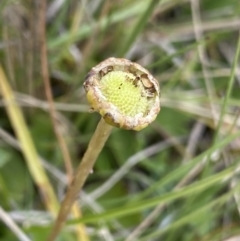 Brachyscome scapigera at Gooandra, NSW - suppressed