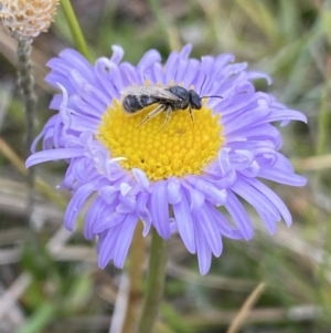 Brachyscome scapigera at Gooandra, NSW - suppressed