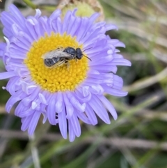 Lasioglossum (Chilalictus) sp. (genus & subgenus) (Halictid bee) at Gooandra, NSW - 20 Jan 2023 by NedJohnston