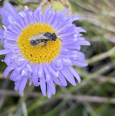 Lasioglossum (Chilalictus) sp. (genus & subgenus) (Halictid bee) at Kosciuszko National Park - 20 Jan 2023 by Ned_Johnston