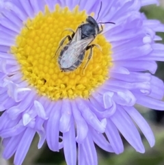 Lasioglossum (Chilalictus) sp. (genus & subgenus) at Gooandra, NSW - suppressed