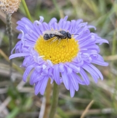 Lasioglossum (Chilalictus) sp. (genus & subgenus) at Gooandra, NSW - 20 Jan 2023