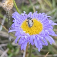 Lasioglossum (Chilalictus) sp. (genus & subgenus) at Gooandra, NSW - suppressed