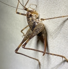 Cavernotettix sp. (genus) (Cave Cricket) at Nurenmerenmong, NSW - 19 Jan 2023 by NedJohnston