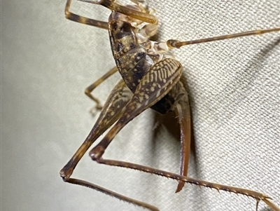 Cavernotettix sp. (genus) (Cave Cricket) at Nurenmerenmong, NSW - 19 Jan 2023 by NedJohnston