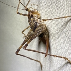 Cavernotettix sp. (genus) (Cave Cricket) at Nurenmerenmong, NSW - 19 Jan 2023 by Ned_Johnston