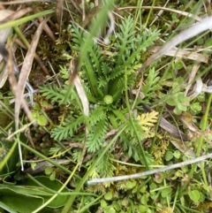 Leptinella filicula at Nurenmerenmong, NSW - 19 Jan 2023