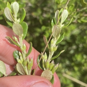 Olearia myrsinoides at Nurenmerenmong, NSW - 19 Jan 2023