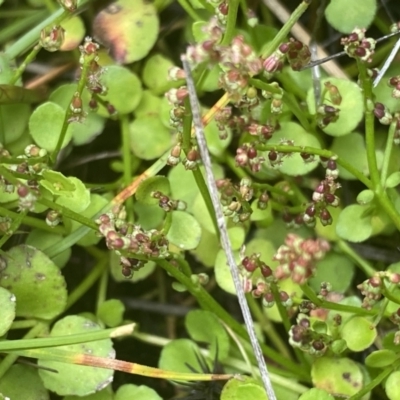 Gonocarpus micranthus subsp. micranthus (Creeping Raspwort) at Nurenmerenmong, NSW - 19 Jan 2023 by NedJohnston