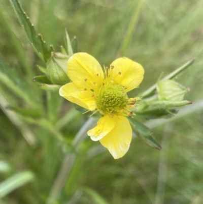 Geum urbanum (Herb Bennet) at Nurenmerenmong, NSW - 19 Jan 2023 by NedJohnston