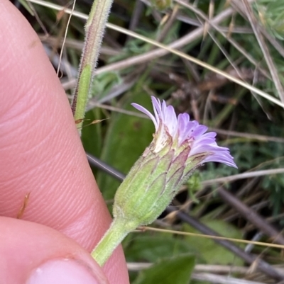 Pappochroma nitidum (Sticky Fleabane) at The Tops at Nurenmerenmong - 19 Jan 2023 by Ned_Johnston