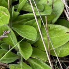Pappochroma nitidum at Nurenmerenmong, NSW - suppressed