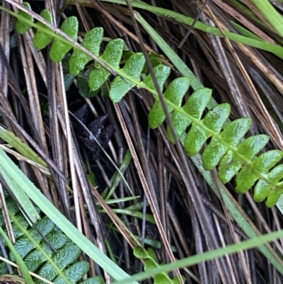 Blechnum penna-marina (Alpine Water Fern) at Nurenmerenmong, NSW - 18 Jan 2023 by NedJohnston