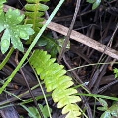 Blechnum penna-marina at Nurenmerenmong, NSW - suppressed