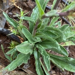 Craspedia aurantia var. jamesii (Large Alpine Buttons) at Nurenmerenmong, NSW - 18 Jan 2023 by NedJohnston