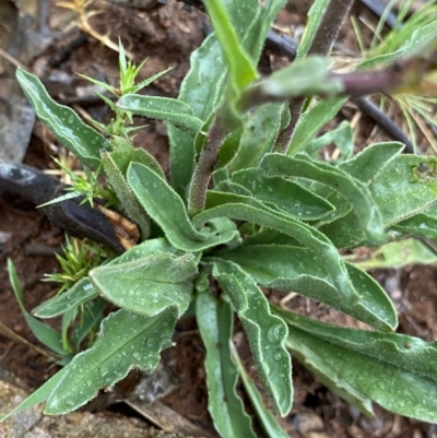 Craspedia aurantia var. jamesii (Large Alpine Buttons) at Nurenmerenmong, NSW - 18 Jan 2023 by NedJohnston