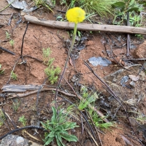 Craspedia aurantia var. jamesii at Nurenmerenmong, NSW - 18 Jan 2023