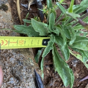 Craspedia aurantia var. jamesii at Nurenmerenmong, NSW - suppressed