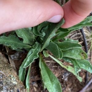 Craspedia aurantia var. jamesii at Nurenmerenmong, NSW - suppressed