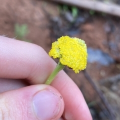 Craspedia aurantia var. jamesii at Nurenmerenmong, NSW - suppressed