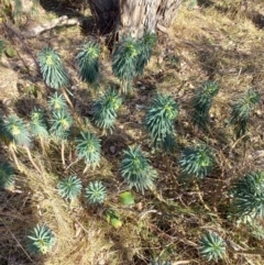 Euphorbia characias (Mediterranean Spurge) at Burra, NSW - 2 Jul 2023 by Treecreeper