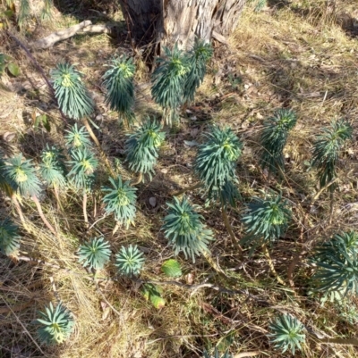 Euphorbia characias (Mediterranean Spurge) at Burra, NSW - 2 Jul 2023 by Treecreeper