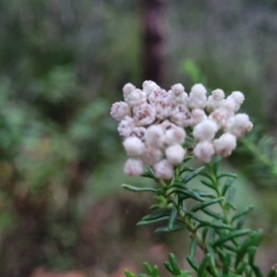 Ozothamnus diosmifolius (Rice Flower, White Dogwood, Sago Bush) at Nambucca State Forest - 3 Jul 2023 by trevorpreston