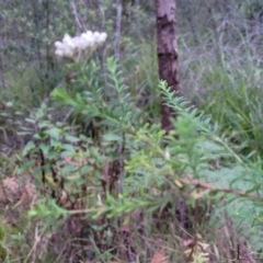 Ozothamnus diosmifolius at Nambucca Heads, NSW - 3 Jul 2023 04:50 PM