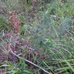 Ozothamnus diosmifolius at Nambucca Heads, NSW - 3 Jul 2023