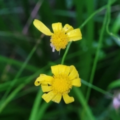 Senecio madagascariensis (Madagascan Fireweed, Fireweed) at Nambucca State Forest - 3 Jul 2023 by trevorpreston