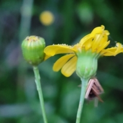 Senecio madagascariensis at Nambucca Heads, NSW - 3 Jul 2023