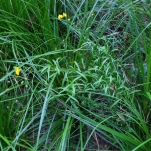 Senecio madagascariensis at Nambucca Heads, NSW - 3 Jul 2023 04:49 PM