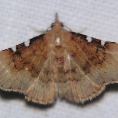 Corgatha dichionistis (An Eribid moth) at Sheldon, QLD - 1 Apr 2011 by PJH123