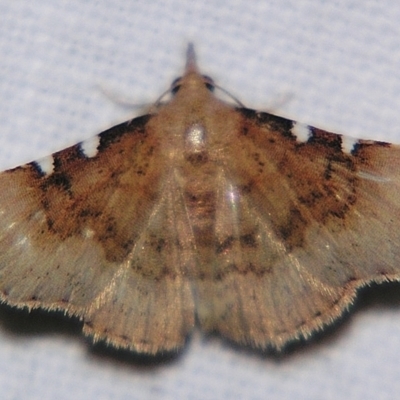Corgatha dichionistis (An Eribid moth) at Sheldon, QLD - 1 Apr 2011 by PJH123