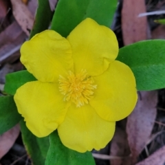 Hibbertia scandens (Climbing Guinea Flower) at Nambucca State Forest - 3 Jul 2023 by trevorpreston