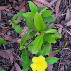 Hibbertia scandens at Nambucca Heads, NSW - 3 Jul 2023 04:48 PM