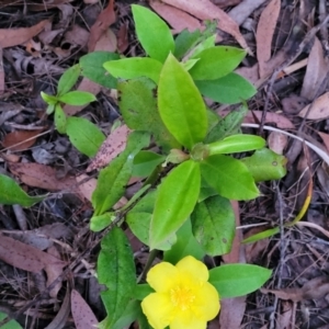 Hibbertia scandens at Nambucca Heads, NSW - 3 Jul 2023