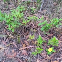 Hibbertia scandens at Nambucca Heads, NSW - 3 Jul 2023