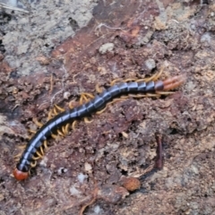 Unidentified Centipede (Chilopoda) at Nambucca Heads, NSW - 3 Jul 2023 by trevorpreston