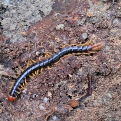 Unidentified Centipede (Chilopoda) at Nambucca State Forest - 3 Jul 2023 by trevorpreston