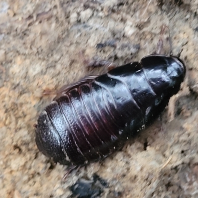 Panesthia australis (Common wood cockroach) at Nambucca State Forest - 3 Jul 2023 by trevorpreston
