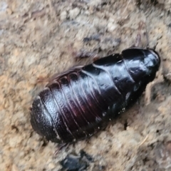 Panesthia australis (Common wood cockroach) at Nambucca Heads, NSW - 3 Jul 2023 by trevorpreston