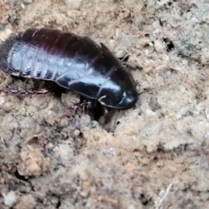 Panesthia australis at Nambucca Heads, NSW - 3 Jul 2023