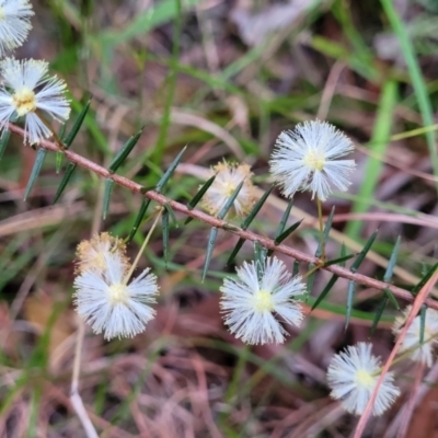 Acacia ulicifolia (Prickly Moses) at Nambucca State Forest - 3 Jul 2023 by trevorpreston