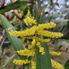 Acacia longifolia subsp. longifolia (Sydney Golden Wattle) at Nambucca State Forest - 3 Jul 2023 by trevorpreston