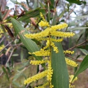 Acacia longifolia subsp. longifolia at Nambucca Heads, NSW - 3 Jul 2023 04:25 PM